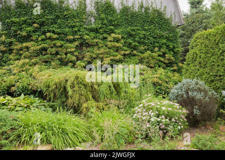 Garden border with assorted shrubs, trees and climbing white Hydrangea petiolaris growing on side wall of old wooden barn in summer. Stock Photo