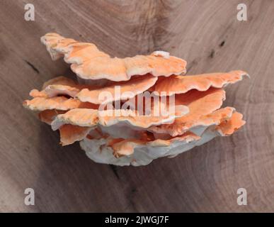 A Side View of a Fresh Chicken of the Woods Mushroom Stock Photo