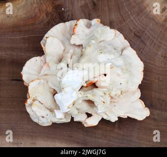 The Underside of a Fresh Chicken of the Woods Mushroom Stock Photo