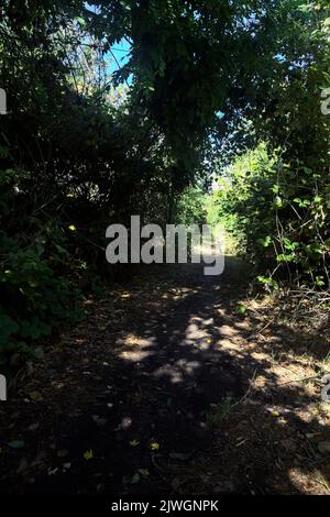 Shady path in a grove with trees arching on it Stock Photo