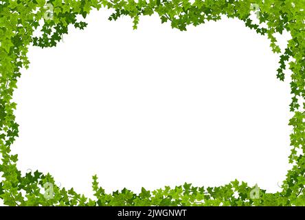 Border of ivy vines, lianas with green leaves. Long wavy creeper ...