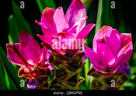 Siam tulips (Curcuma alismatifolia) bloom, Sept. 4, 2022, in Daphne, Alabama. Siam tulip is an exotic perennial from the ginger species. Stock Photo