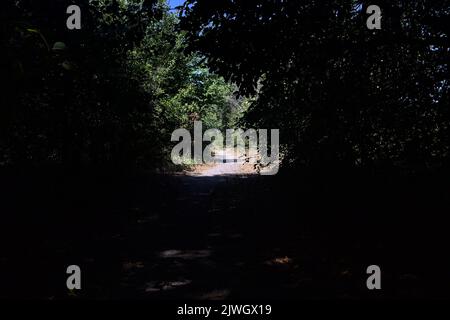 Shady path in a grove with trees arching on it Stock Photo