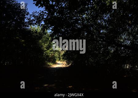 Shady path in a grove with trees arching on it Stock Photo