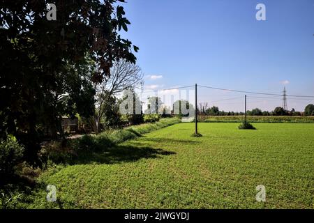 Forage grass field with wooden electricity poles on a summer day Stock ...