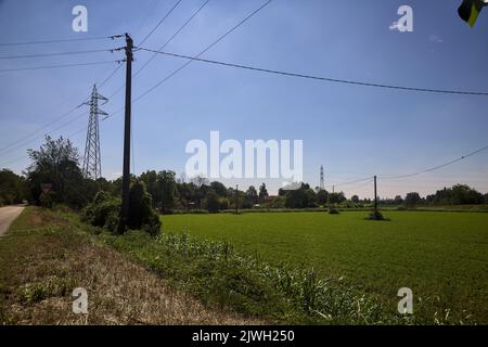 Forage grass field with wooden electricity poles on a summer day Stock ...