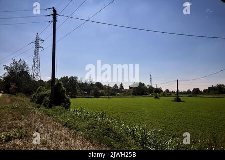 Forage grass field with wooden electricity poles on a summer day Stock ...