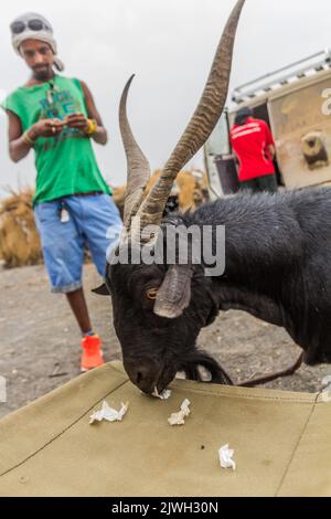 AFAR, ETHIOPIA - MARCH 25, 2019: Goat eating garlic skin in Dodom village under Erta Ale volcano in Afar depression, Ethiopia Stock Photo