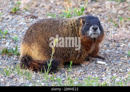 Portrait of a Yellow-bellied marmot rodent, Marmota flaviventris, also known as a Rock Chuck in Yellowstone National Park, Wyoming. Stock Photo