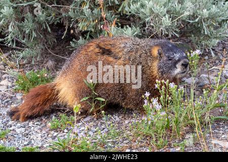 Portrait of a native Yellow-bellied marmot rodent, Marmota flaviventris, also known as a Rock Chuck in Yellowstone National Park, Wyoming.   The marmo Stock Photo