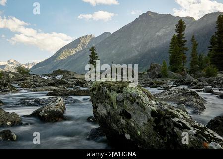 Siberian cedar on the 'Shumy' of the Multa River in the Altai Mountains. Just four hours by plane from Moscow, and you find yourself in a completely different world: the world of majestic young mountains, wide green hilly valleys, cedar forests, turbulent rivers and glacial lakes. Altai! Stock Photo