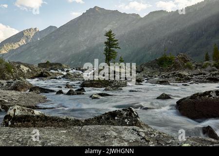 Siberian cedar on the 'Shumy' of the Multa River in the Altai Mountains. Just four hours by plane from Moscow, and you find yourself in a completely different world: the world of majestic young mountains, wide green hilly valleys, cedar forests, turbulent rivers and glacial lakes. Altai! Stock Photo