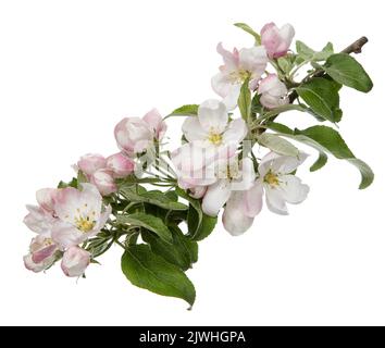 Branch with blossoms isolated on white background Stock Photo