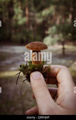 A small porcini mushroom growing in a pine forest Stock Photo - Alamy