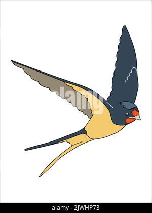 Flying swallows. A bird in flight.  Vector illustration isolated on a white background. Stock Vector