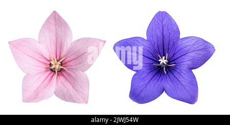 Balloon flowers  isolated on white background Stock Photo