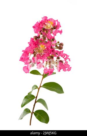 Crape myrtle flowers isolated on white background Stock Photo