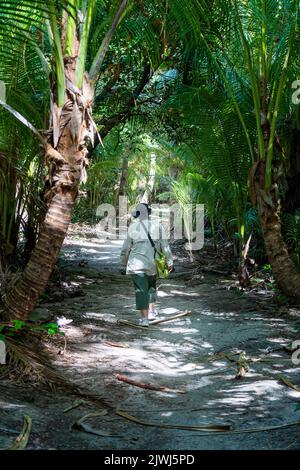 Single person on walking track through palm grove, Nanuya Lailai Island, Yasawa Island, Fiji Stock Photo