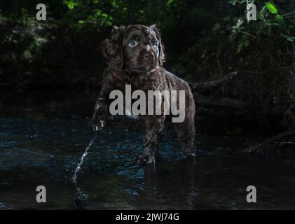 Alert Cockapoo dog wading in stream water Stock Photo