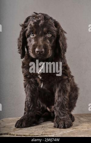 Studio portrait cute brown Cockapoo puppy with wavy hair Stock Photo