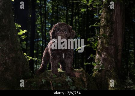 Portrait brown Cockapoo dog on tree stump in woods Stock Photo
