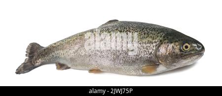 freshly caught trout isolated on white background Stock Photo