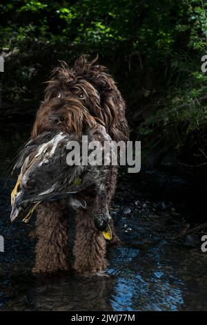 Cockapoo dog with bird in mouth wading in river Stock Photo