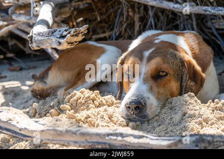 Stary dog resting in shade on sandy beach, Yasawa Islands, Fiji Stock Photo