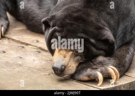 Malayan sun bear (Helarctos malayanus) resting atop a climbing platform at Zoo Atlanta near downtown Atlanta, Georgia. (USA) Stock Photo