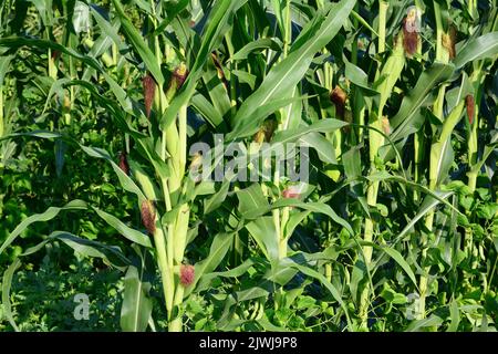 Growing and production of corn. Growing high yield corn with a lot of corn ears on one corn stalk. Stock Photo