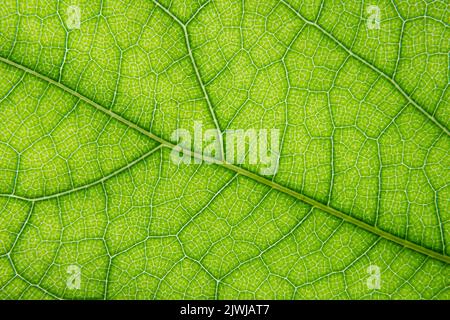 Macro shot of green leaf vein texture Stock Photo