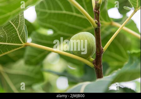 Soft focus of unripe fruit growing on branch of fig tree with green leaves in summer in garden Stock Photo
