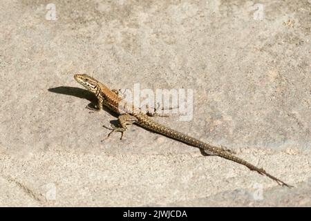 Italy, Lombardy, Common Lizard, Zootoca Vivipara Stock Photo