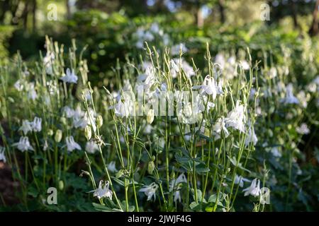 Aquilegia vulgaris 'Nivea' (columbine), pure white flowers Stock Photo