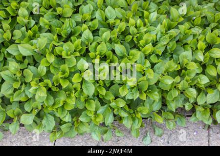 Ceratostigma plumbaginoides (hardy blue-flowered leadwort) foliage only, no flowers / not flowering Stock Photo