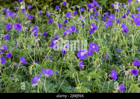 Geranium 'Orion' (cranesbill) in flower, large grouping Stock Photo