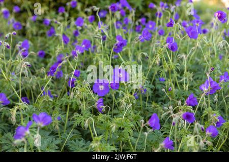 Geranium 'Orion' (cranesbill) in flower, large grouping Stock Photo
