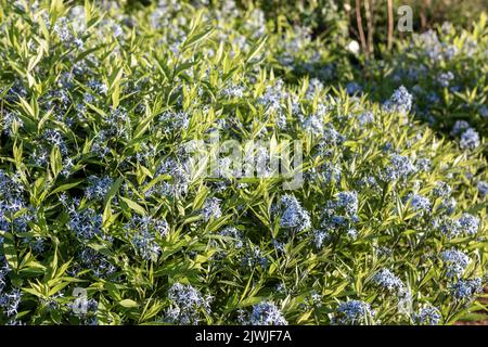 Amsonia tabernaemontana var. salicifolia (eastern bluestar) in flower, large clump / group Stock Photo