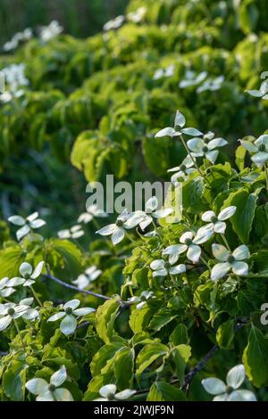 Cornus kousa 'Koree' / Kousa dogwood flowering branches, large shrub / small tree Stock Photo