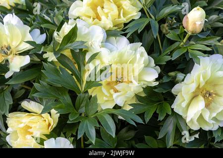 Paeonia 'Bartzella' (peony) in flower Stock Photo