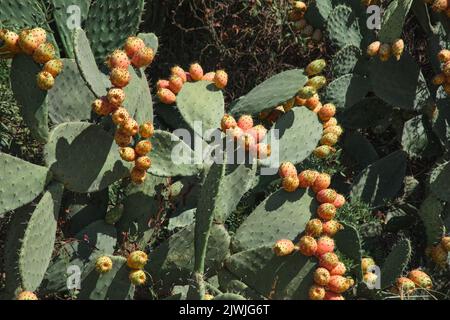 view of figs of india in a sunny day - sardinia italy Stock Photo