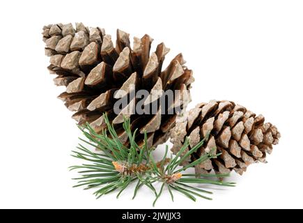Pine cone with branch isolated on white background Stock Photo