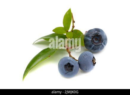 Blueberries isolated on white background Stock Photo