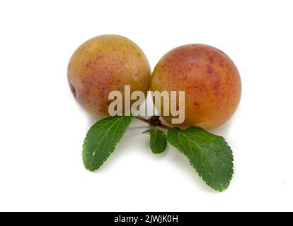 Mirabelle plum isolated on white background Stock Photo
