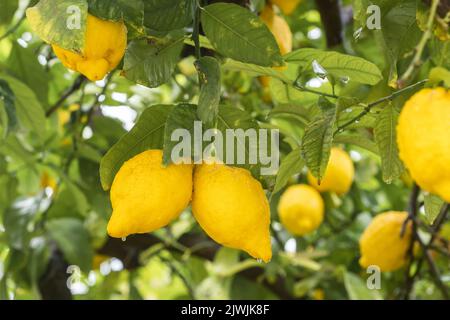Ripe yellow lemons in water drops after the rain hanging on a branch Stock Photo