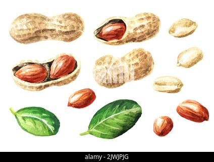 Peanut with leaf set. Watercolor hand drawn illustration isolated on white background Stock Photo