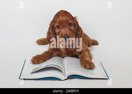 brown adorable Irish Setter puppy is reading a book. photo shoot in the studio on a white background. Stock Photo