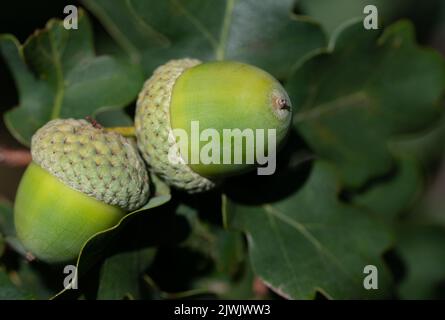Close up of two green acorns growing on oak tree. Green leaves are in the background Stock Photo