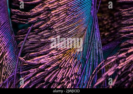 Beautiful and colorful bird feathers abstract lines pattern texture natural background concept, Beautiful bright vibrant colors image, color contrast. Stock Photo