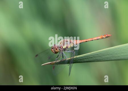 Close-up of a large darter (Sympetrum striolatum) sitting on a green reed against a green background in nature Stock Photo